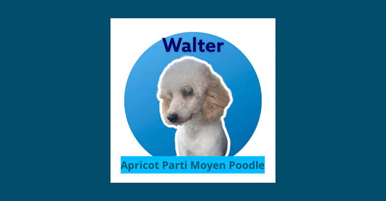 Walter, a Poodle tested with EmbarkVet.com