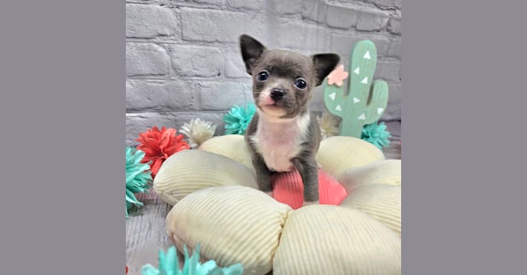 Tiya, a Chihuahua tested with EmbarkVet.com