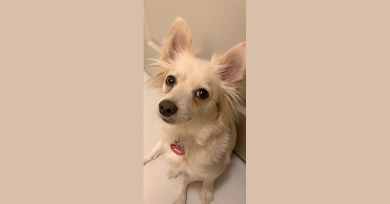 Clio, a Pomeranian and Chihuahua mix tested with EmbarkVet.com