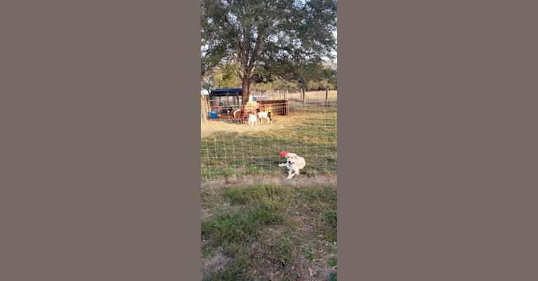 Photo of ARES, an Anatolian Shepherd Dog and Great Pyrenees mix in Beeville, Texas, USA