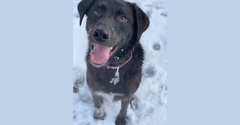 Guinness, a Labrador Retriever and Australian Cattle Dog mix tested with EmbarkVet.com