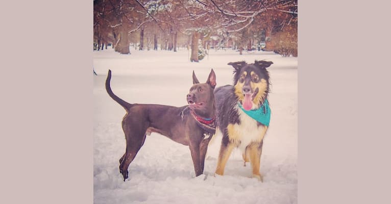 KoKo Bean, an American Pit Bull Terrier and German Shepherd Dog mix tested with EmbarkVet.com