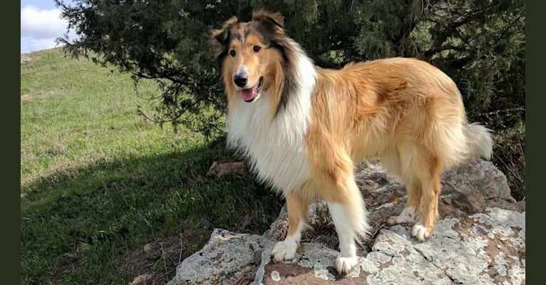 Titus-Angus, a Collie and Collie (Scottish-Type) mix tested with EmbarkVet.com