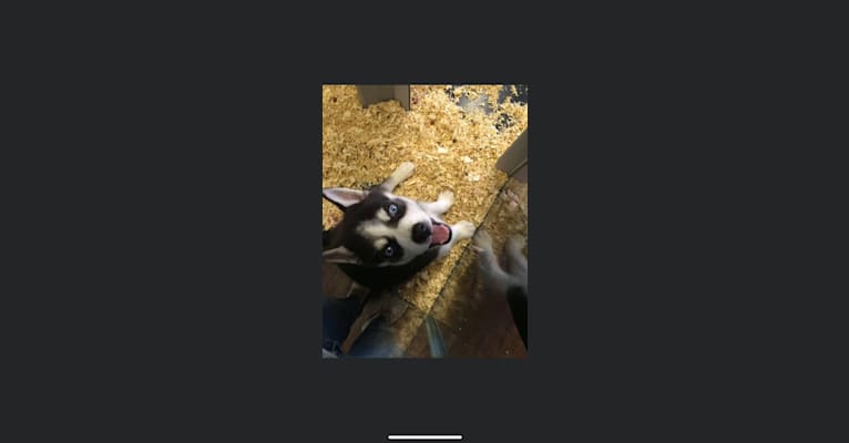 Cheza, a Siberian Husky tested with EmbarkVet.com