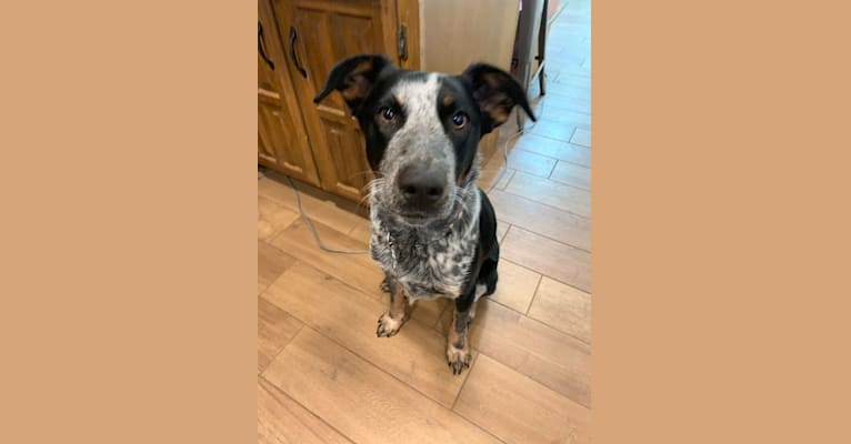 Photo of Theo, an Australian Cattle Dog, Border Collie, and Mixed mix in Carrollton, TX, USA