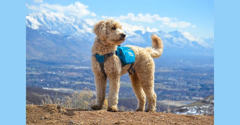 Photo of Bunker, a Goldendoodle  in Utah, USA