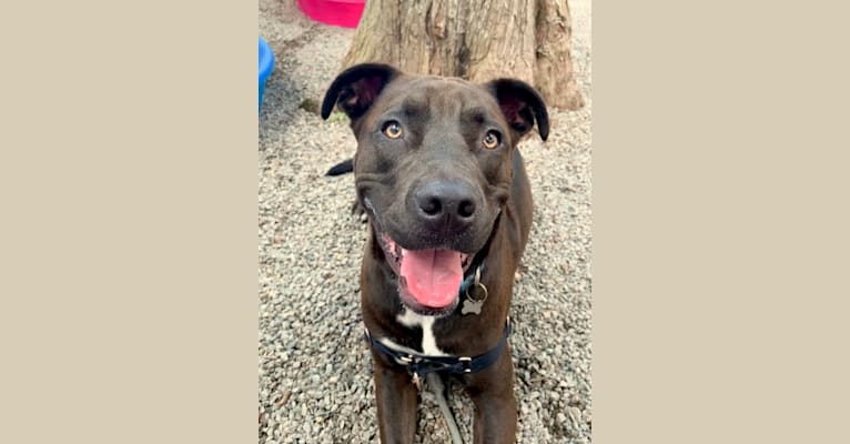 Theo, an American Pit Bull Terrier and American Staffordshire Terrier mix tested with EmbarkVet.com