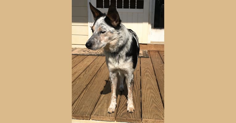 Belle, a Border Collie and Australian Cattle Dog mix tested with EmbarkVet.com
