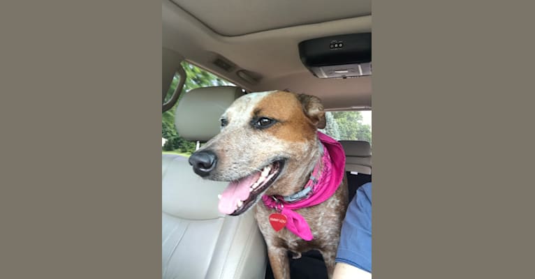 Photo of EmmyLou, an Australian Cattle Dog, American Pit Bull Terrier, Bulldog, Collie, and Mixed mix in Texas, USA