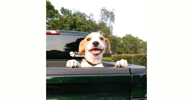 Langston Hughes, a Beagle and Australian Shepherd mix tested with EmbarkVet.com