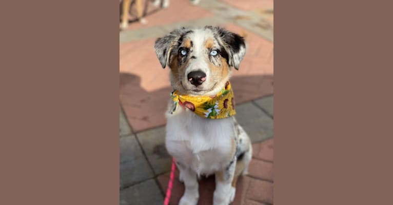 Stella, an Australian Shepherd tested with EmbarkVet.com