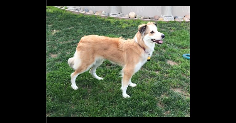 Shelby, a Border Collie and Great Pyrenees mix tested with EmbarkVet.com