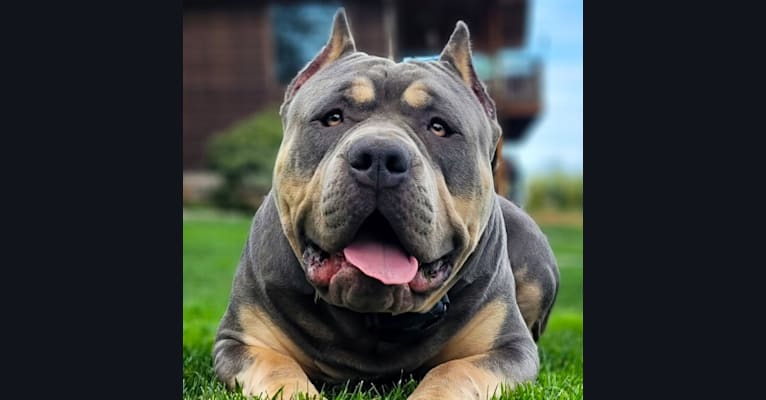 Game Over, an American Bully tested with EmbarkVet.com