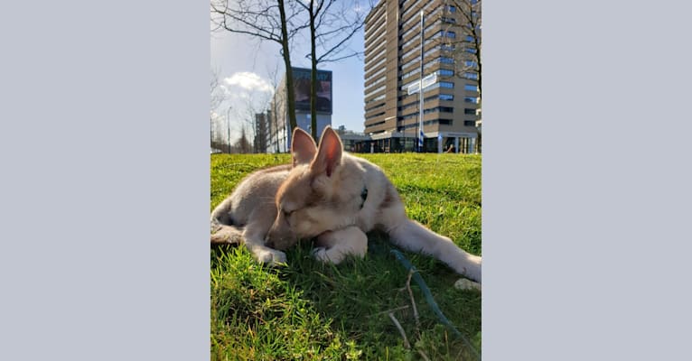 Photo of Indy (Roku), a Saarloos Wolfdog and Norwegian Elkhound mix in Den Helder, Nederland