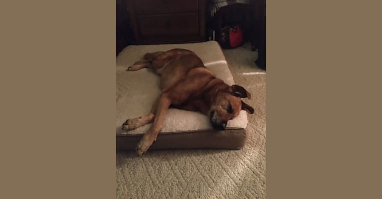 Kona, a Rottweiler and Labrador Retriever mix tested with EmbarkVet.com