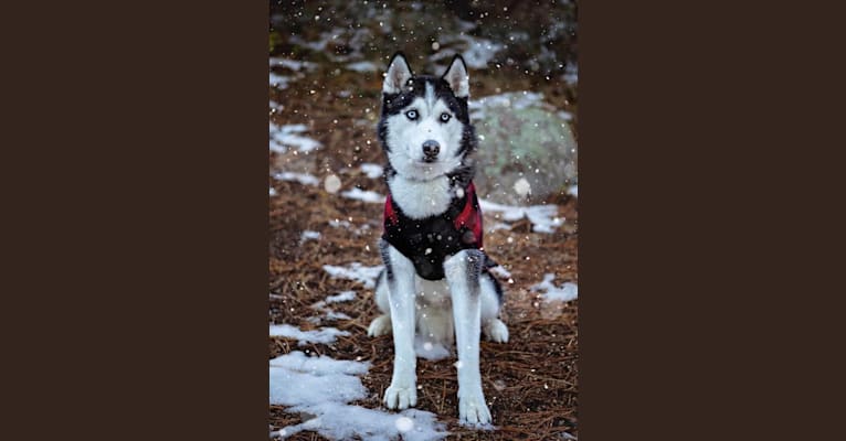 Indigo, a Siberian Husky and Alaskan Malamute mix tested with EmbarkVet.com