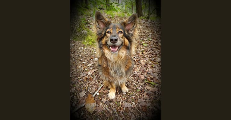 Teki, a Western European Village Dog tested with EmbarkVet.com