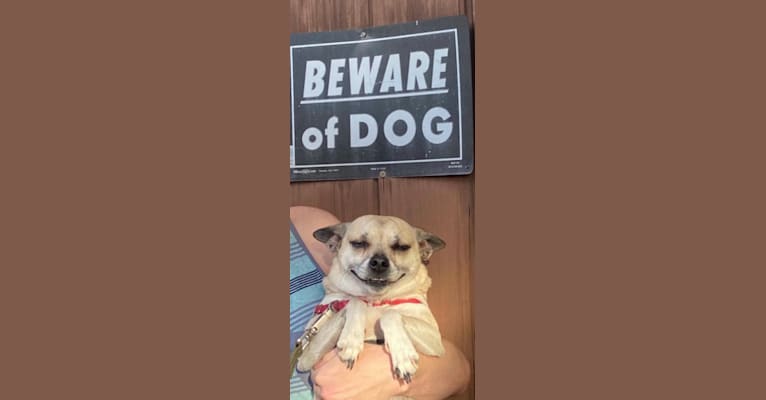 Photo of Abu, a Chihuahua and Pug mix in Los Angeles, CA, USA