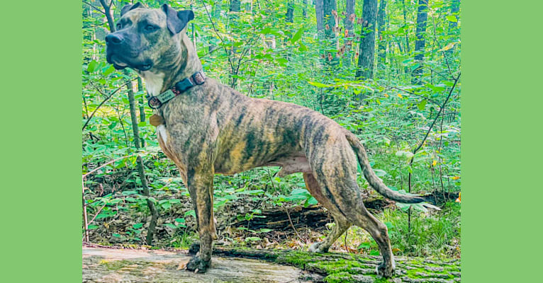 Tiger, an American Pit Bull Terrier tested with EmbarkVet.com