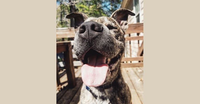 Paxton, an American Pit Bull Terrier and Boxer mix tested with EmbarkVet.com