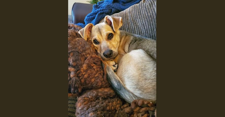 Photo of Luka, a German Shepherd Dog, Chihuahua, and Pug mix in Tuscaloosa, Alabama, USA