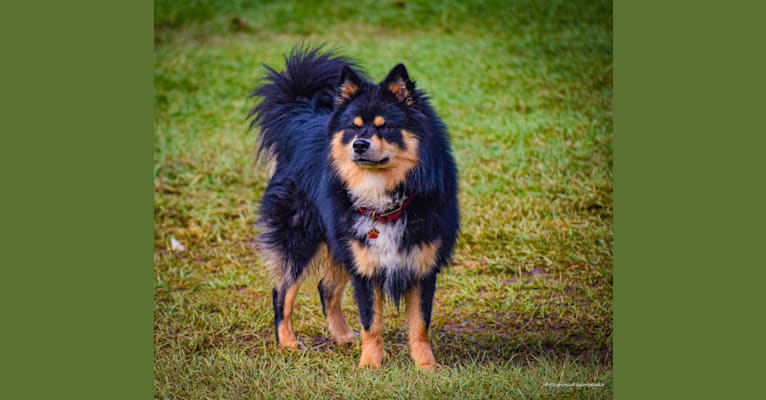 Photo of Micah, a Finnish Lapphund  in Clanton, AL, USA
