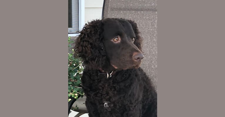 Decoy, an American Water Spaniel tested with EmbarkVet.com
