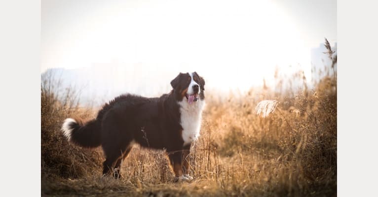 SAMSU, a Bernese Mountain Dog tested with EmbarkVet.com
