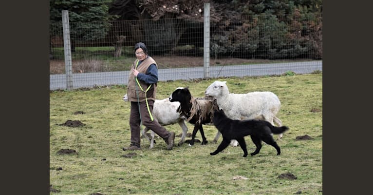 Photo of Vivi, a Belgian Shepherd  in Ohio, USA