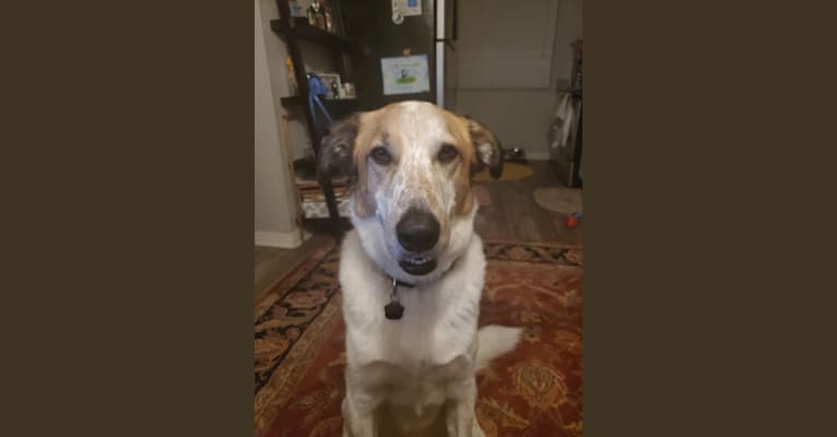 Gus, a Great Pyrenees and Australian Cattle Dog mix tested with EmbarkVet.com