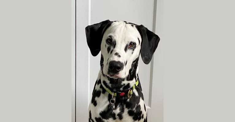Oscar, a Dalmatian tested with EmbarkVet.com