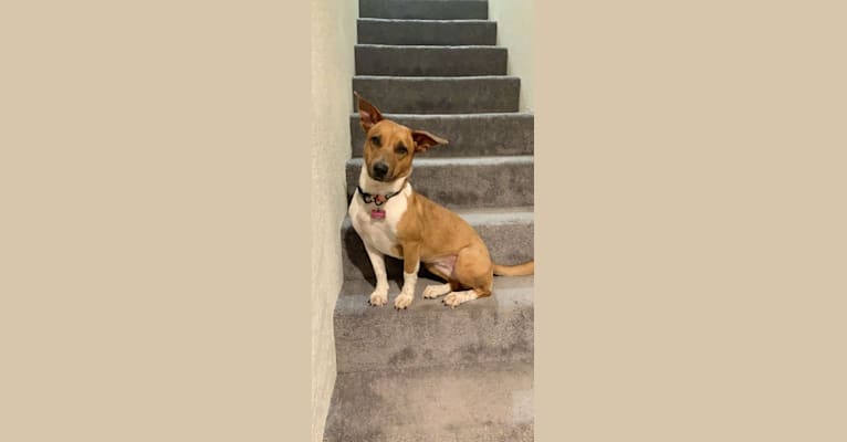 Photo of Cheyenne, an Australian Cattle Dog and American Pit Bull Terrier mix in Texas, USA