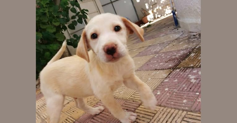 Photo of Milo, a Northern East African Village Dog mix in Tunis, Tunis, Tunisia