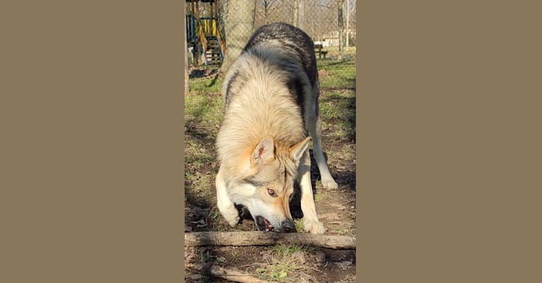 Photo of Prince of the Wolves Wild Instinct Kennel, a Czechoslovakian Vlcak  in Viterbo, VT, Italy