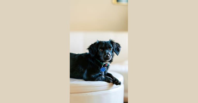 Photo of Willy, a Chihuahua and Poodle (Small) mix in Riverside, CA, USA