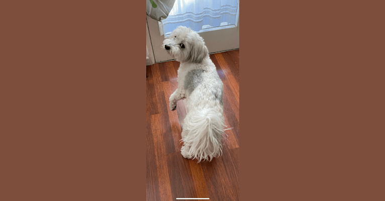 Photo of Jack, a Chinese Crested  in Torrance, California, USA