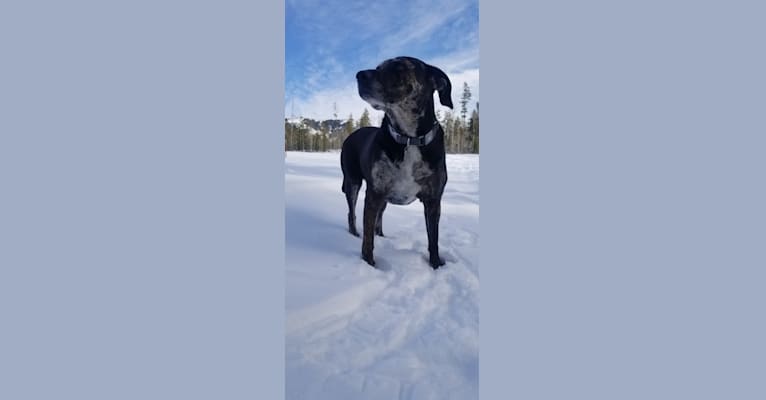 Sierra, a Mountain Cur tested with EmbarkVet.com