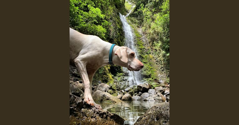 Photo of Luna, a German Shorthaired Pointer  in Hawaii, USA