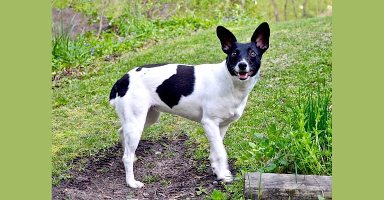 Maisey, a Rat Terrier and Toy Fox Terrier mix tested with EmbarkVet.com