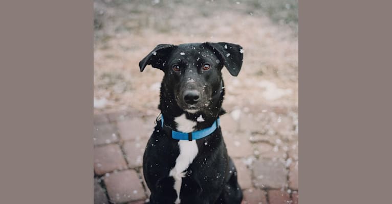 Hamish, a Labrador Retriever and Australian Cattle Dog mix tested with EmbarkVet.com