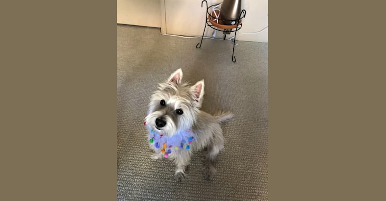 Izzi, a West Highland White Terrier tested with EmbarkVet.com