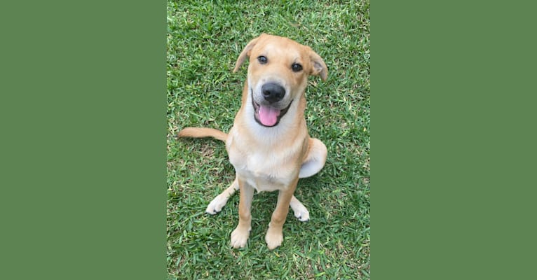 Photo of Hunter, a Chinese Shar-Pei, Labrador Retriever, Mastiff, and Mixed mix in Fort Worth, TX, USA