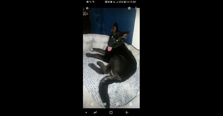 Cinder a dog tested with EmbarkVet.com