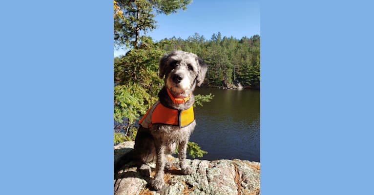 Photo of Roger, a Poodle (Small) and Labrador Retriever mix in Sault Ste. Marie, ON, Canada