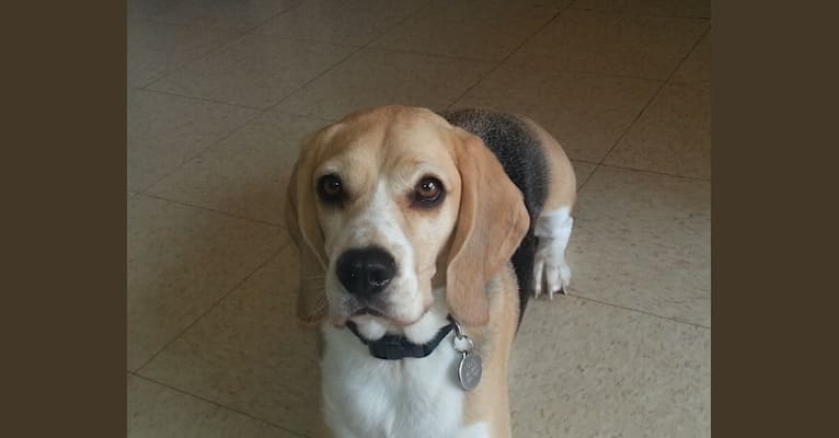 Louis, a Beagle tested with EmbarkVet.com