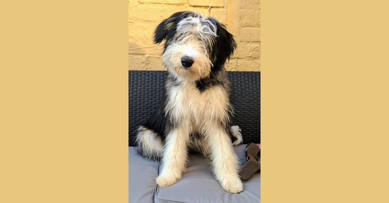 Nora, a Border Collie and Bearded Collie mix tested with EmbarkVet.com