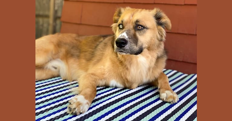 Photo of Bucky, an American Pit Bull Terrier, Siberian Husky, Chow Chow, Great Pyrenees, and Mixed mix in West Virginia, USA