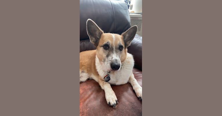 Photo of Toby, a Pembroke Welsh Corgi, Australian Cattle Dog, Chow Chow, and Mixed mix