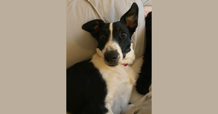 Photo of Ollie, a Collie, English Shepherd, Chihuahua, and American Pit Bull Terrier mix in Gainesville, Florida, USA