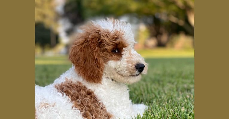Sig, a Poodle tested with EmbarkVet.com